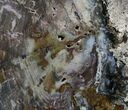 Very Colorful Hubbard Petrified Wood - / Tall #8169-1